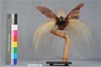 藏品(大天堂鳥)的圖片